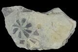 Pennsylvanian Fossil Horsetail (Annularia) - Kentucky #123533-1
